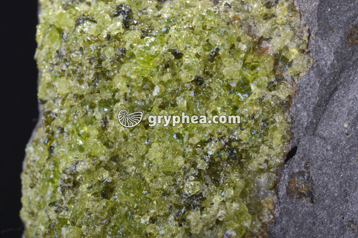 Péridotite-Olivine - gryphea.com
